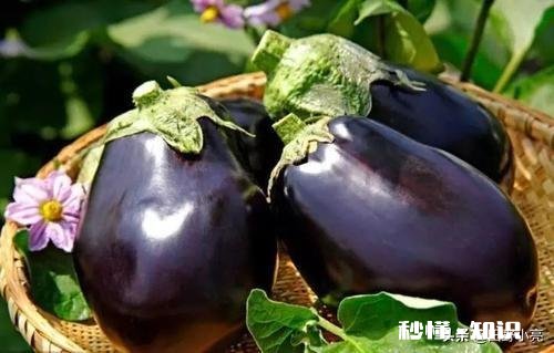 茄子地里的杂草怎样才能除掉