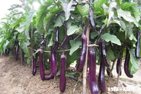 茄子地里的杂草怎样才能除掉