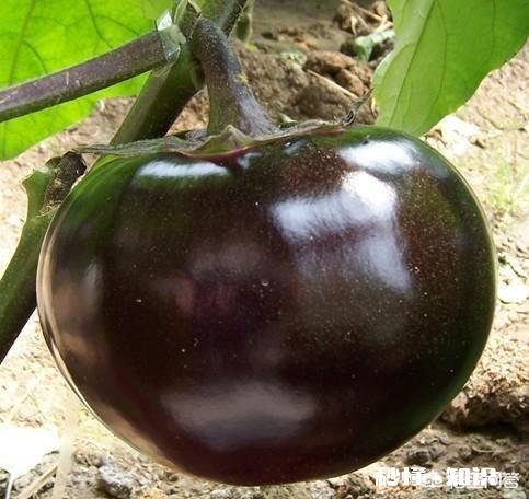 茄子地里的杂草怎样才能除掉