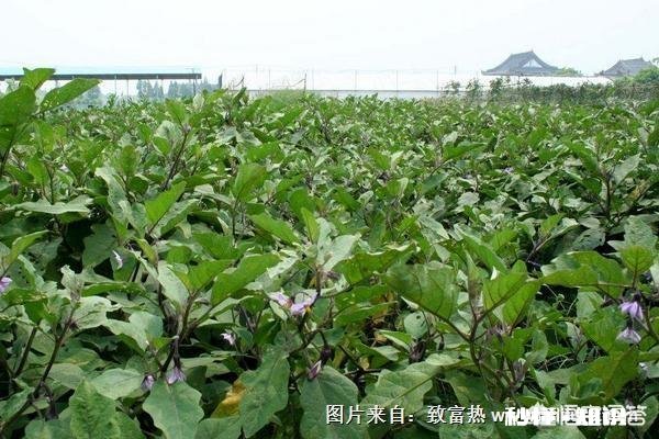 茄子地里的杂草怎样才能除掉