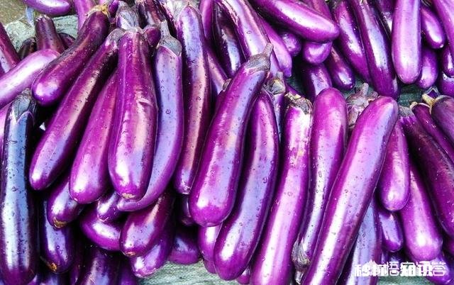 茄子地里的杂草怎样才能除掉