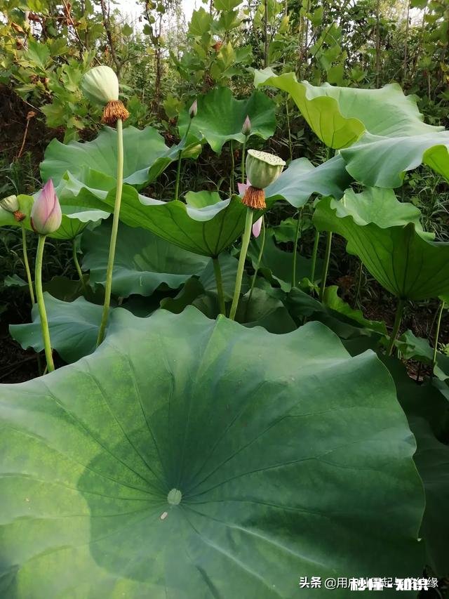 哪首诗最能体现泰山的独尊哪首诗最能表达西湖的景美