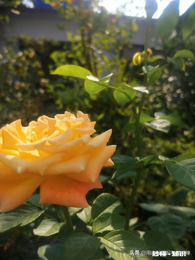 哪首诗最能体现泰山的独尊哪首诗最能表达西湖的景美