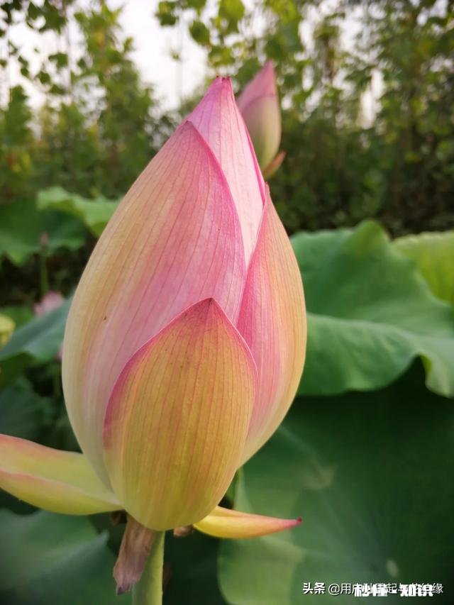 哪首诗最能体现泰山的独尊哪首诗最能表达西湖的景美