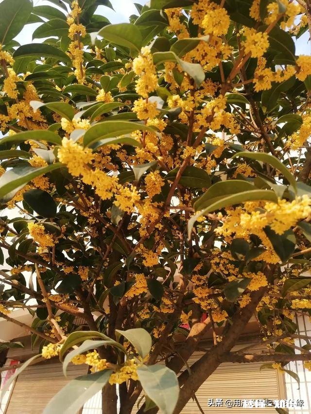 哪首诗最能体现泰山的独尊哪首诗最能表达西湖的景美