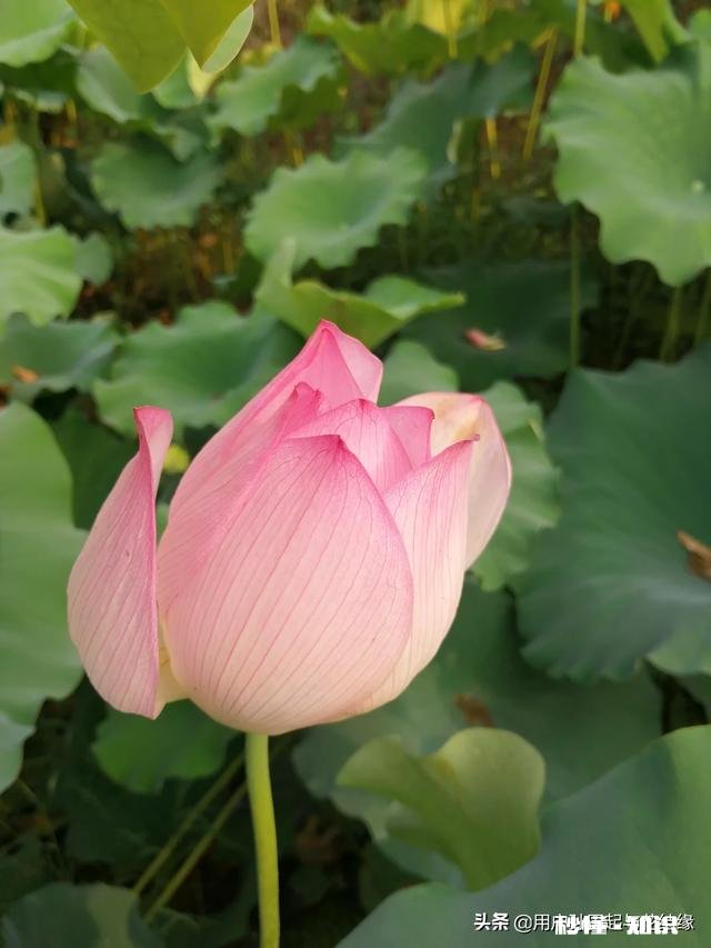 哪首诗最能体现泰山的独尊哪首诗最能表达西湖的景美