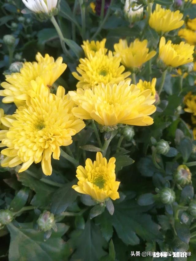 哪首诗最能体现泰山的独尊哪首诗最能表达西湖的景美