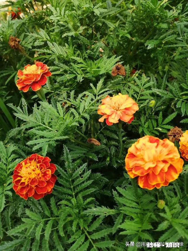 哪首诗最能体现泰山的独尊哪首诗最能表达西湖的景美