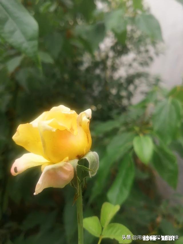 哪首诗最能体现泰山的独尊哪首诗最能表达西湖的景美