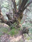 外出野游遇到山火，应如何安全自救逃生