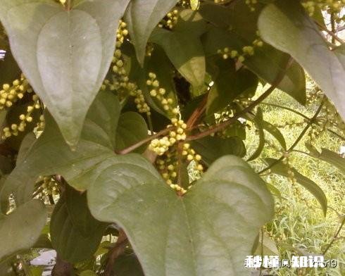 山药秧过旺不长山药怎么办