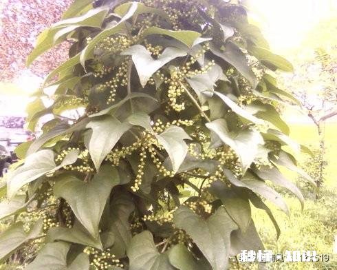 山药秧过旺不长山药怎么办