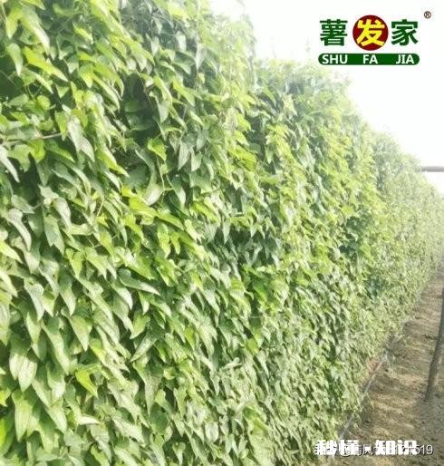 山药秧过旺不长山药怎么办