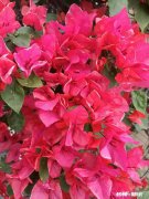 负债50万，欠信用卡，网贷马上到期了，生意又不好做怎么办