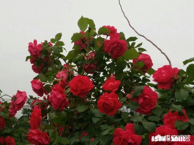 现在农村有不少种植有花卉在屋前或阳台的，如果你会选择哪些花卉来种在自家的庭院里