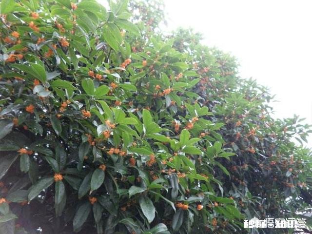 现在农村有不少种植有花卉在屋前或阳台的，如果你会选择哪些花卉来种在自家的庭院里