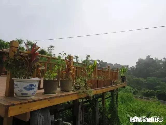 现在农村有不少种植有花卉在屋前或阳台的，如果你会选择哪些花卉来种在自家的庭院里
