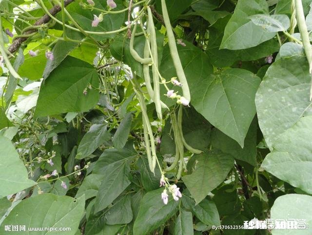 四季豆不长高怎么补救