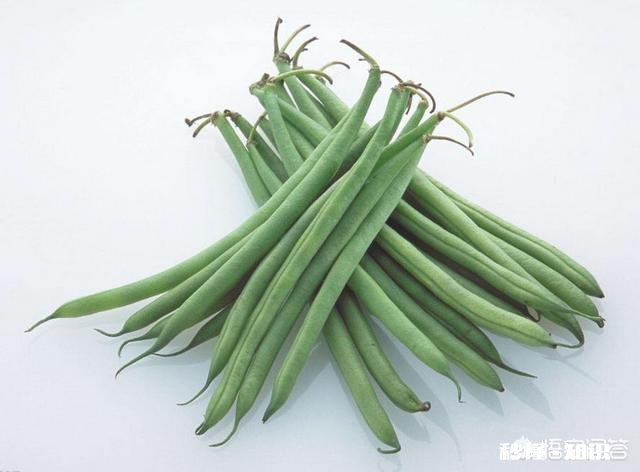 四季豆不长高怎么补救