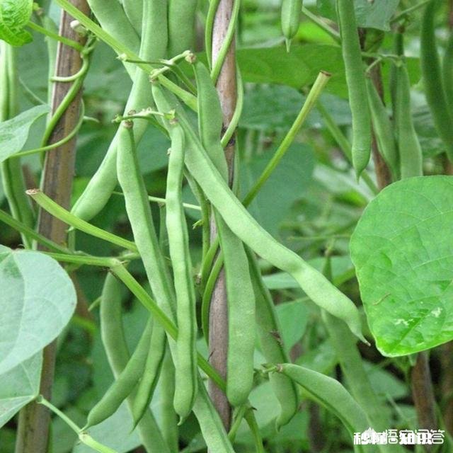 四季豆不长高怎么补救