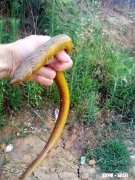 在农村养殖黄鳝，网箱里面能和什么鱼一起混养