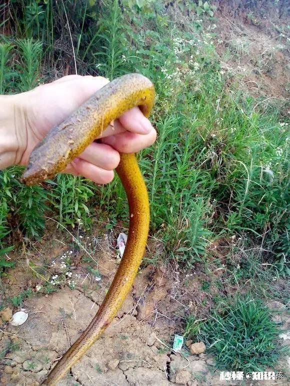 在农村养殖黄鳝，网箱里面能和什么鱼一起混养