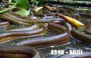 在农村养殖黄鳝，网箱里面能和什么鱼一起混养