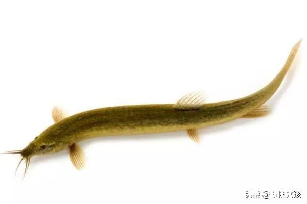 在农村养殖黄鳝，网箱里面能和什么鱼一起混养