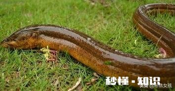 在农村养殖黄鳝，网箱里面能和什么鱼一起混养