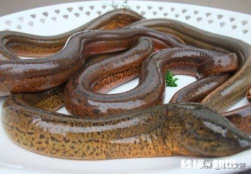 在农村养殖黄鳝，网箱里面能和什么鱼一起混养