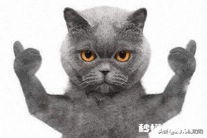 本地狗买回来之后该怎么养