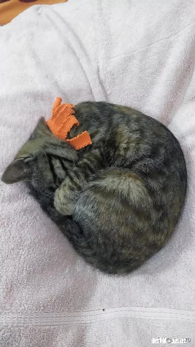 本地狗买回来之后该怎么养