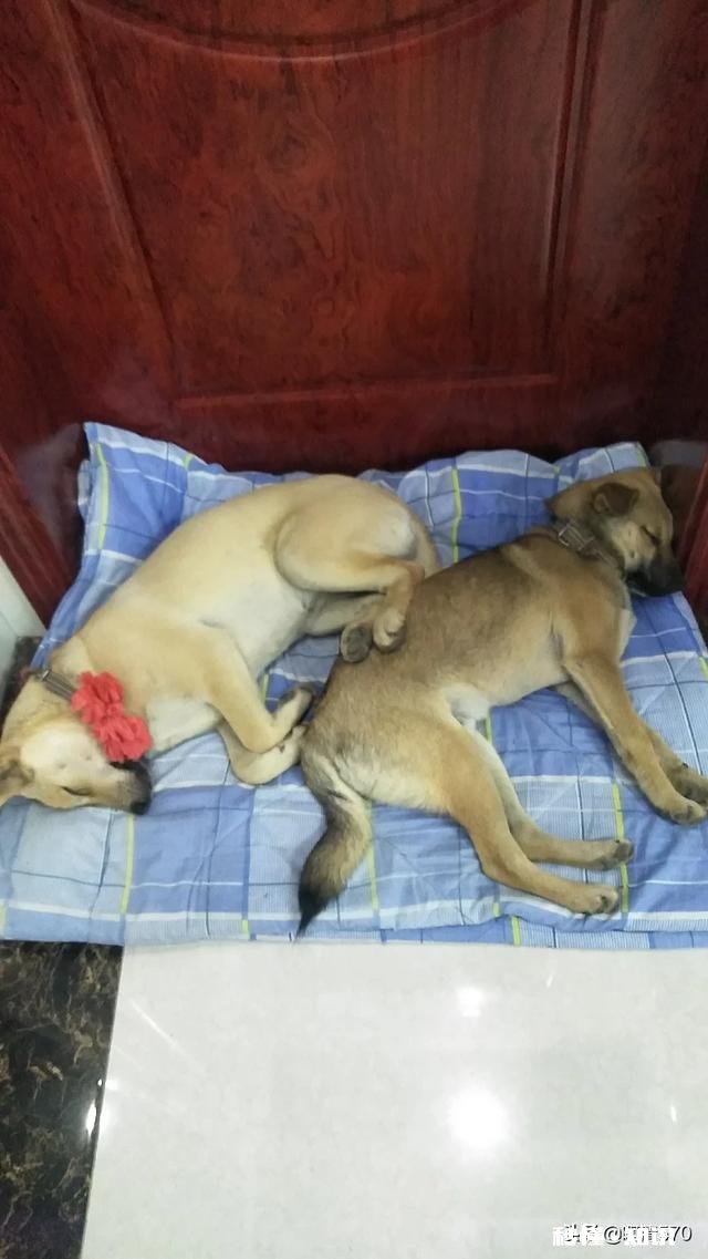 本地狗买回来之后该怎么养