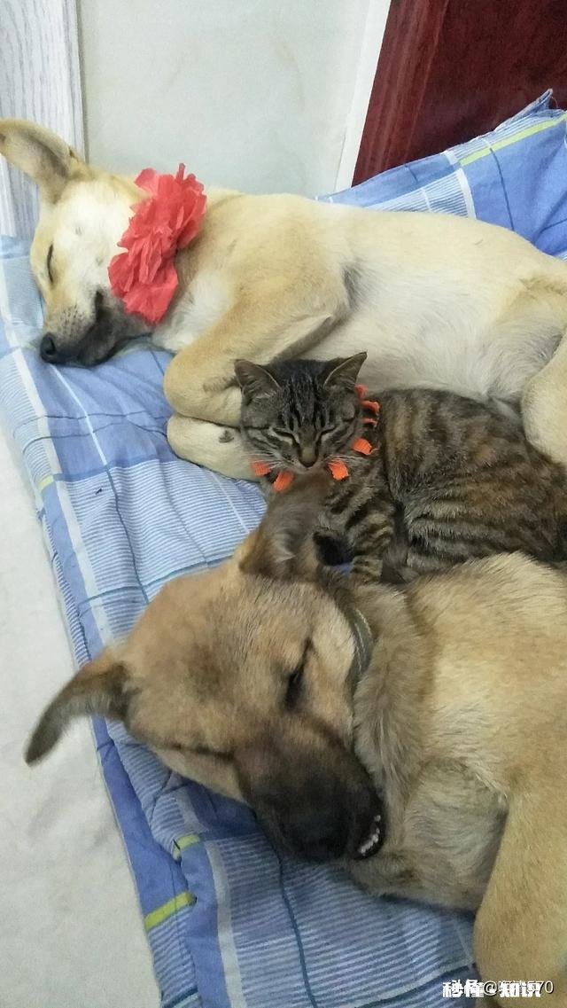 本地狗买回来之后该怎么养