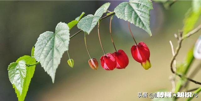 《清明上河图》可以按比例复制真人场景吗