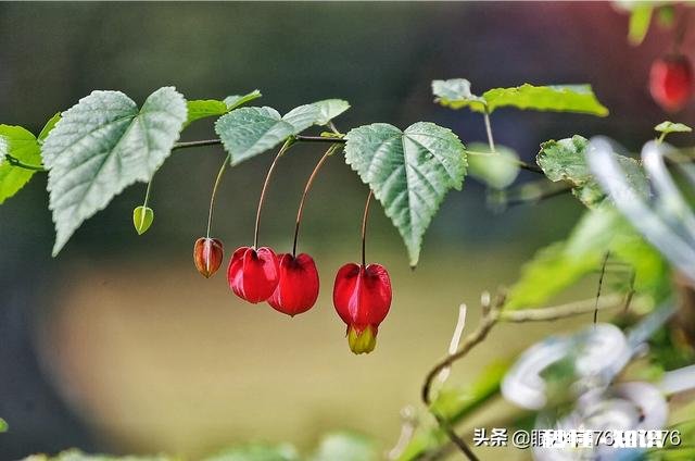 《清明上河图》可以按比例复制真人场景吗