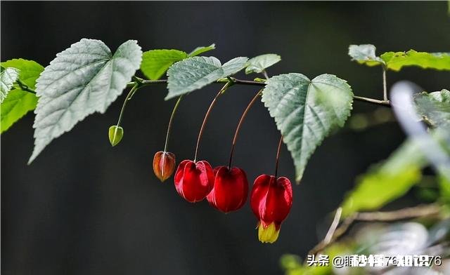 《清明上河图》可以按比例复制真人场景吗