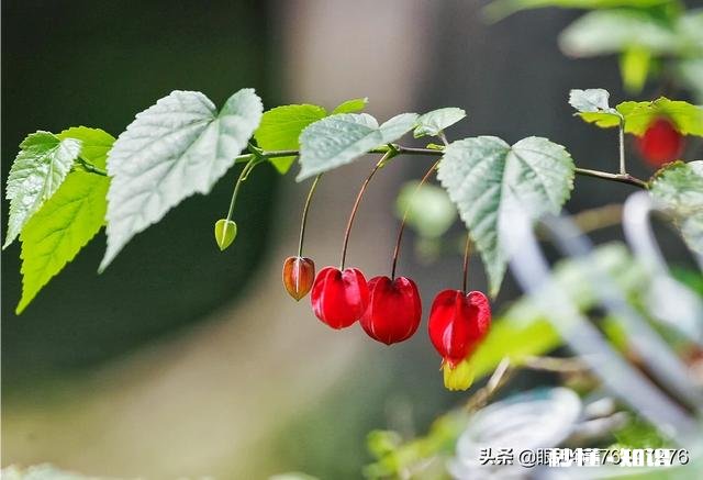 《清明上河图》可以按比例复制真人场景吗