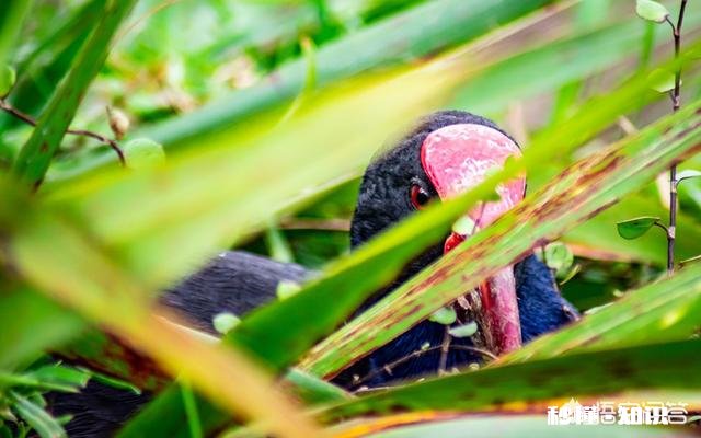 对于新手来说尼康d3400和d5300如何选择