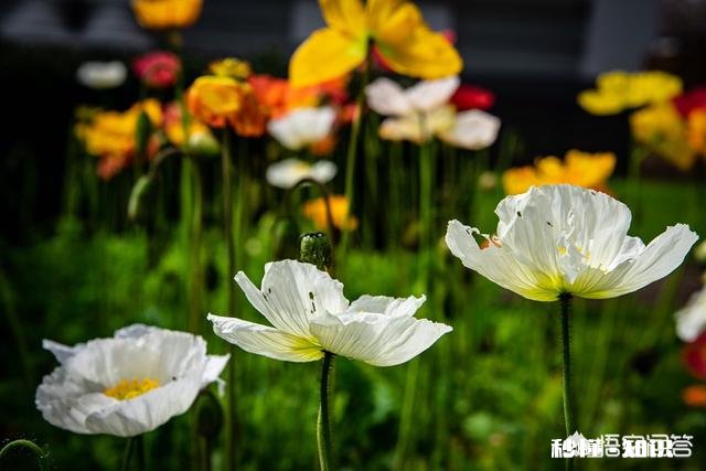 对于新手来说尼康d3400和d5300如何选择