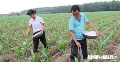 玉米在生长期，什么时候施肥效果最好