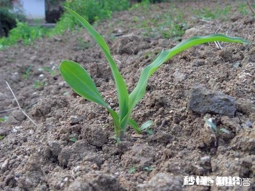 玉米在生长期，什么时候施肥效果最好