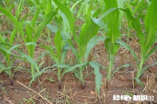 玉米在生长期，什么时候施肥效果最好