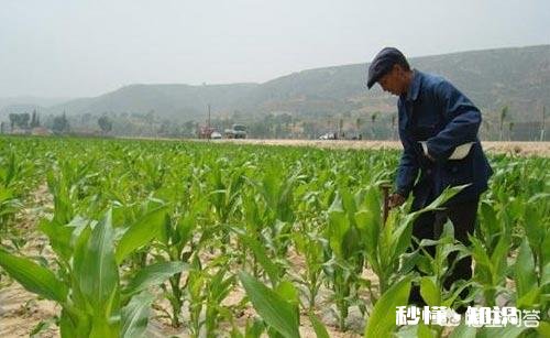 玉米在生长期，什么时候施肥效果最好