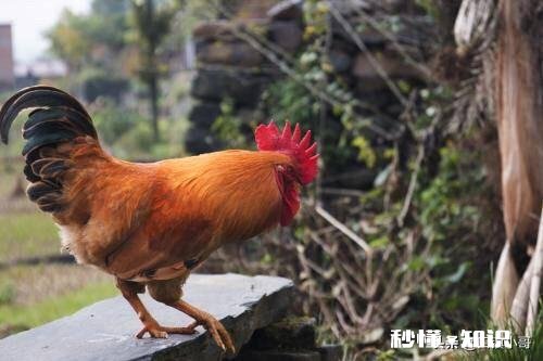 是什么引起蛋鸡肠炎腹泻的