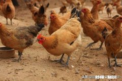 是什么引起蛋鸡肠炎腹泻的