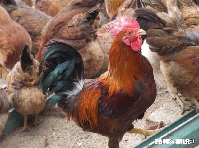 是什么引起蛋鸡肠炎腹泻的