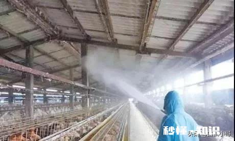 是什么引起蛋鸡肠炎腹泻的