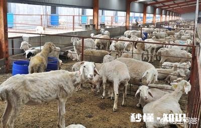 养羊户应该怎样预防氏杆菌病