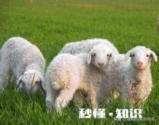 养羊户应该怎样预防氏杆菌病